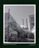website gallerie - Basel, Fabrik mit Kirschbaum